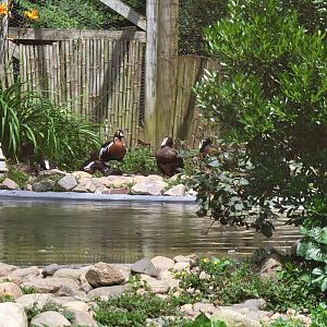 Ripley Waterfowl Conservancy - Private aviaries