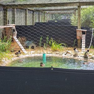 Ripley Waterfowl Conservancy - Breeding aviaries