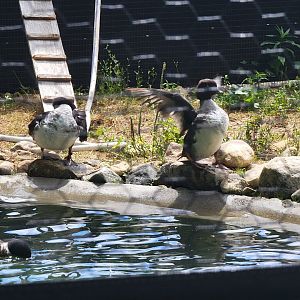 Ripley Waterfowl Conservancy - Breeding aviaries