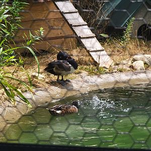 Ripley Waterfowl Conservancy - Breeding aviaries