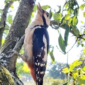 Great spotted woodpecker