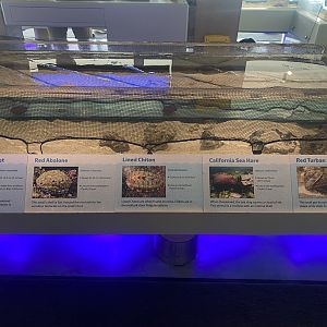 Lower Level - Mollusk Touch Tanks