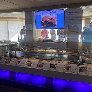 Lower Level - Mollusk Touch Tank