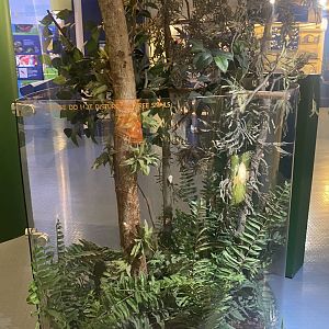 Upper Level - Florida Tree Snail Exhibit