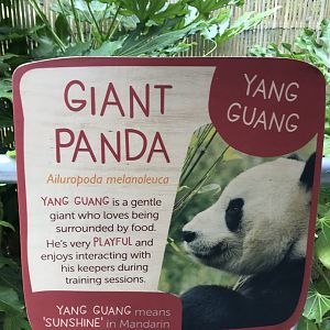Giant panda signage