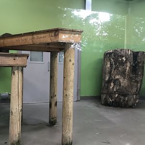 Female giant panda indoors