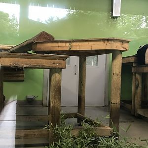 Male giant panda indoors