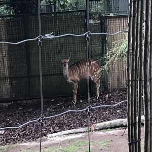 Female lowland nyala
