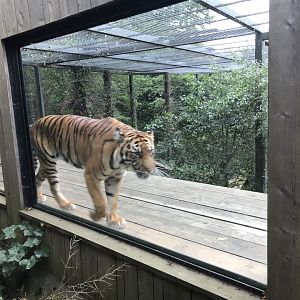 Sumatran tiger “Dharma”