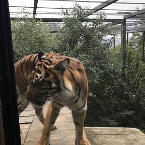 Sumatran tiger “Dharma”