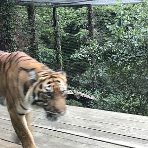 Sumatran tiger “Dharma”