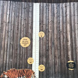 Tiger height chart