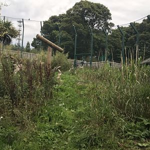 Male Sumatran tiger enclosure