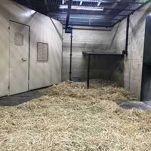 Male Sumatran tiger indoors