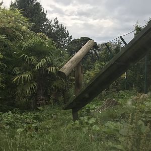 Male Sumatran tiger enclosure (2)