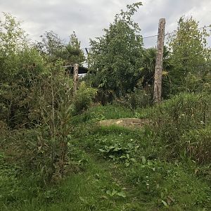 Male Sumatran tiger enclosure (3)