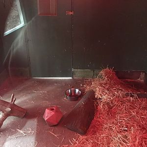 Giant anteater indoors