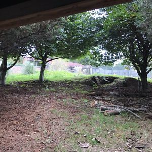 Giant anteater enclosure