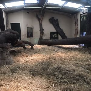Asiatic lion indoors
