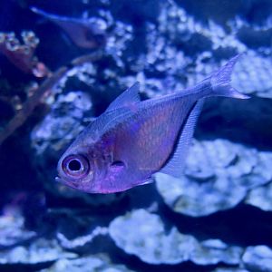 Glassy Sweeper (Pempheris schomburgkii)