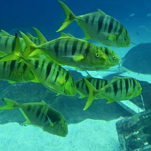 Golden Trevally (Gnathanodon speciosus)