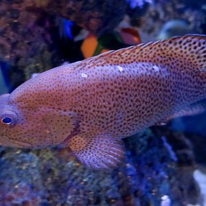 Graysby (Cephalopholis cruentata)