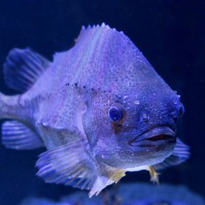 Lumpsucker (Cyclopterus lumpus)