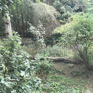 Asiatic lion enclosure (2)