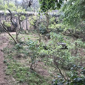 Asiatic lion enclosure (3)