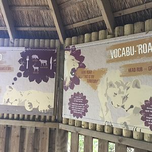 Asiatic lion signage