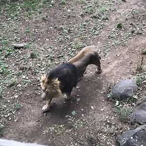 Asiatic lion “Jayendra”