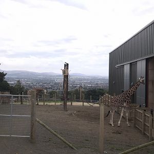 Giraffe hard gravel standing enclosure
