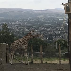 Rothschild’s giraffes