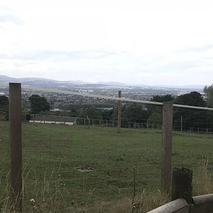Przewalski’s horse paddock