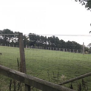 Przewalski’s horse paddock (2)