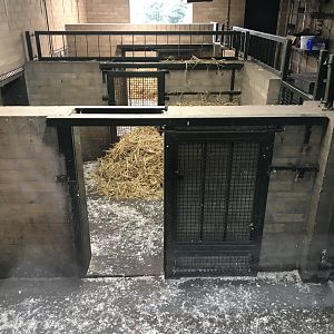 Visayan warty pig indoors