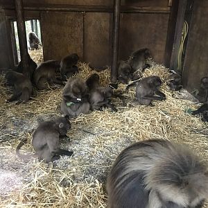 Gelada baboons