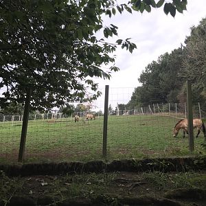 Przewalski’s horse paddock (3)