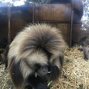 Gelada baboon male