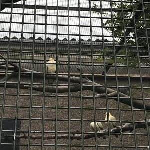 Pied imperial pigeons