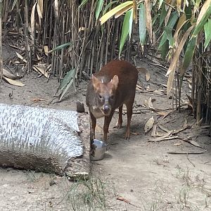 Southern Pudu