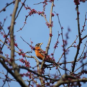 American Robin in a redbud tree