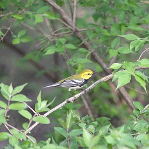Black-throated Green Warbler (Setophaga virens)