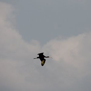 White-faced Ibis (Plegadis chihi)