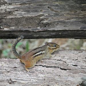 Eastern Chipmunk (Tamias striatus)