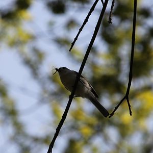 Tufted Titmouse (Baeolophus bicolor)