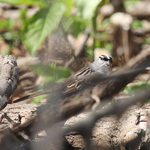 White-crowned Sparrow (Zonotrichia leucophrys)