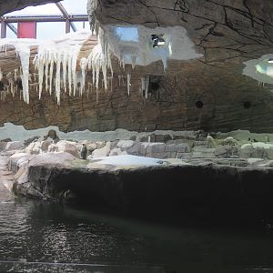 The Land of the Cold penguin cave - Now with three penguin species, 2022-06-28