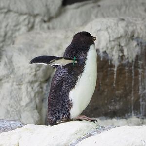 Juvenile Eastern rockhopper penguin (Eudyptes chrysocome filholi), 2022-06-28