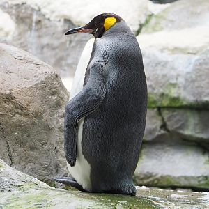 King penguin (Aptenodytes patagonicus), 2022-06-28